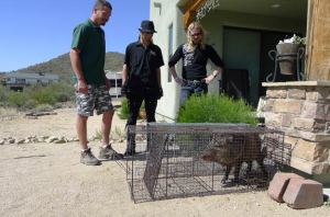 Episode60-Billy-Ricky-Javelina