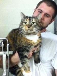 "Mama" was Hilda's cat who is now in a shelter. She's 8 years old, good with other animals, and an door cat. Call the APS in Yanceyville to adopt her! (336) 694-4921