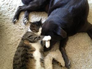 My cat, Halen, and my dog, Phoebe, were both adopted from an animal shelter.